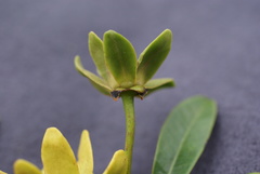 Guatteria blainii