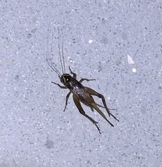 Teleogryllus mitratus