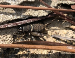 Teleogryllus mitratus