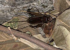 Teleogryllus