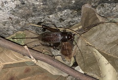 Teleogryllus