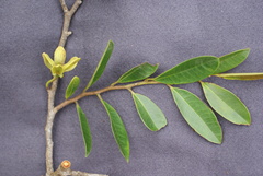 Guatteria blainii