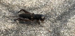 Teleogryllus occipitalis