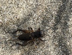 Teleogryllus occipitalis