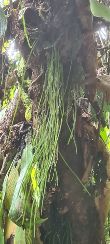 Vaginularia paradoxa observed 2023-07-12