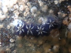 Botryllus schlosseri