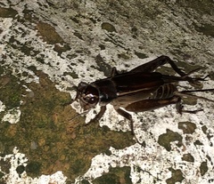 Teleogryllus
