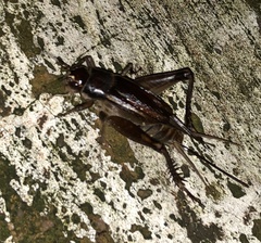 Teleogryllus