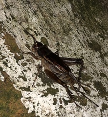 Teleogryllus