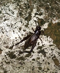 Teleogryllus