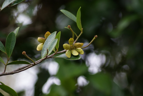 Guatteria blainii (Griseb.) Urb.