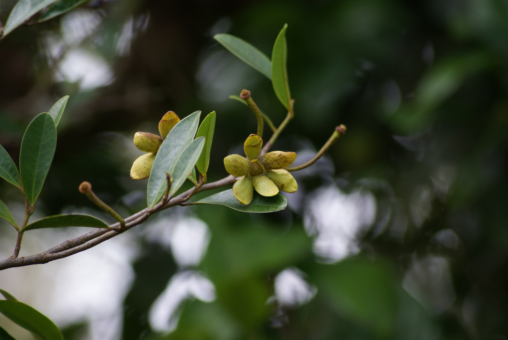 Guatteria blainii
