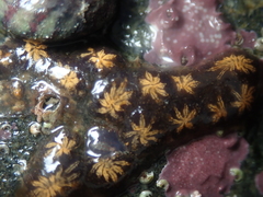 Botryllus schlosseri