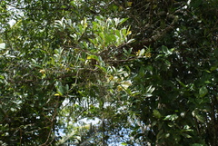 Guatteria blainii