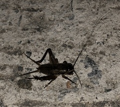 Teleogryllus occipitalis