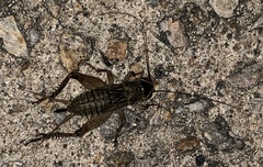 Teleogryllus occipitalis