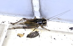 Teleogryllus occipitalis