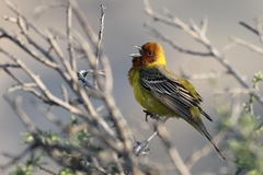 Emberiza bruniceps