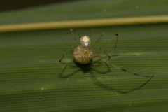 Meotipa spiniventris