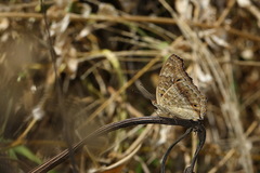 Junonia lemonias aenaria