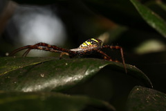 Argiope aetheroides