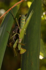 Hierodula patellifera