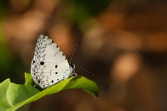 Megisba malaya sikkima