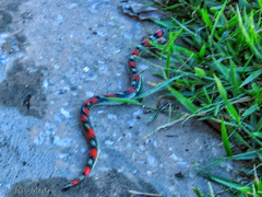 Xenodon matogrossensis