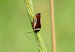 Pseudomops neglectus