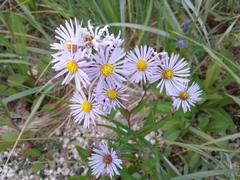 Symphyotrichum robynsianum