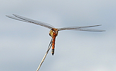 Tramea cophysa