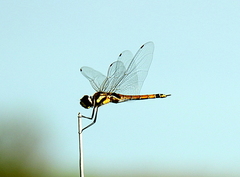 Tramea cophysa