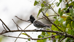Sakesphorus canadensis