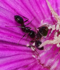 Monomorium fridae