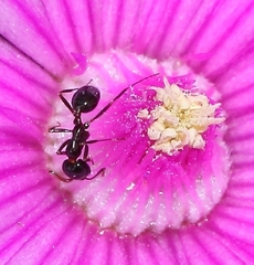 Monomorium fridae