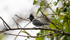 Sakesphorus canadensis