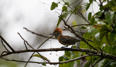 Sakesphorus canadensis