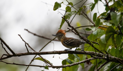 Sakesphorus canadensis