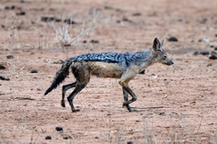 Lupulella mesomelas schmidti