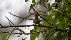 Sakesphorus canadensis