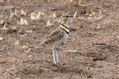 Double-Banded Courser photo 5