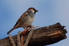 Passer hispaniolensis hispaniolensis