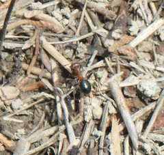 Formica exsectoides