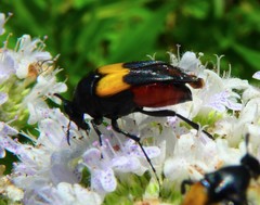 Macrosiagon flavipennis