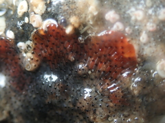 Watersipora subatra
