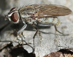 Leucophora