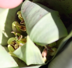 Colchicum eucomoides