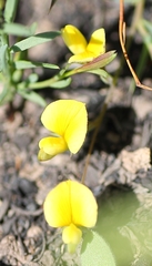 Aspalathus alpestris