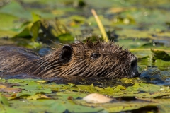 Myocastor coypus coypus