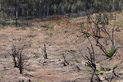 Colchicum eucomoides